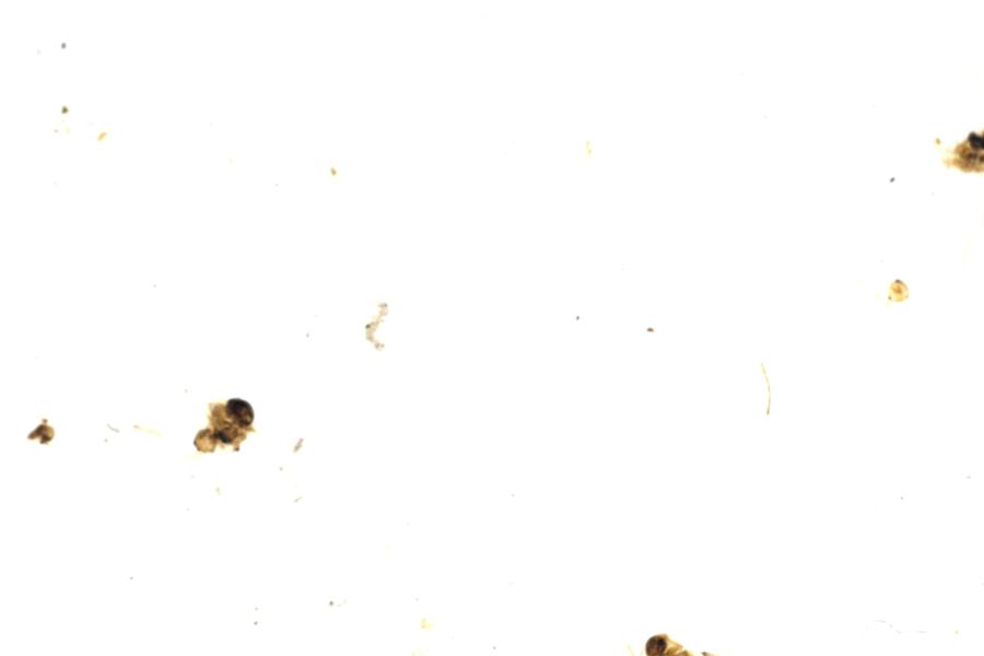 Image 41